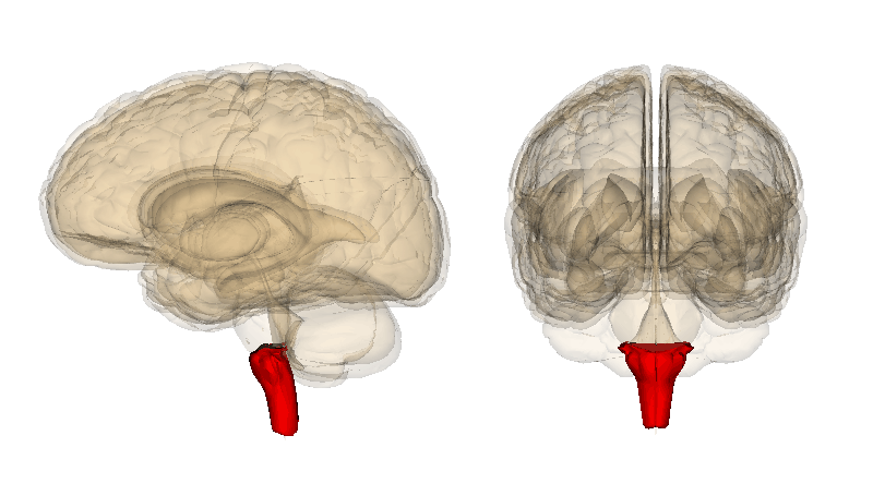 ᐈ 10 найбільших частин людського мозку - великі частини мозку людини - самі великі 2024