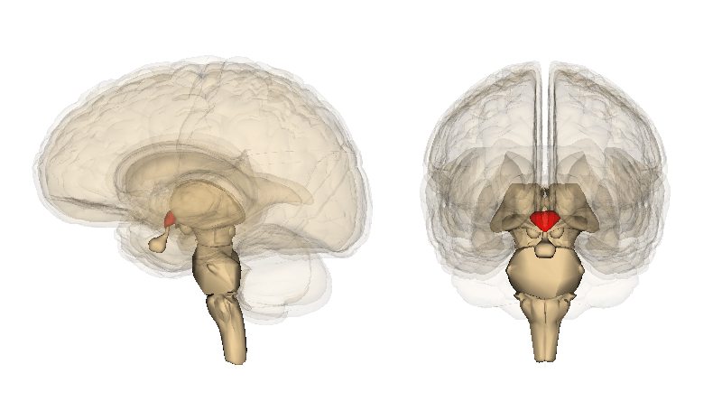 ᐈ 10 найбільших частин людського мозку - великі частини мозку людини - самі великі 2024