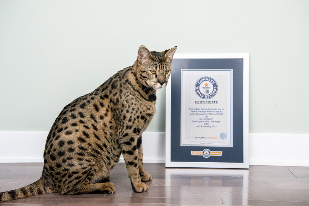 ᐈ 6 найбільших домашніх котів у світі - великі домашні коти - самі великі коти 2024 , найвищі, найдовші