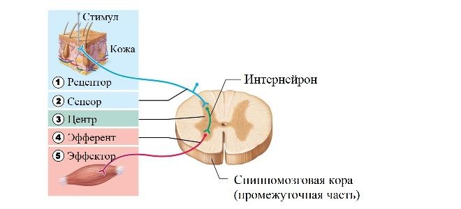 Рефлекторна дуга - Яка будова рефлекторної дуги?