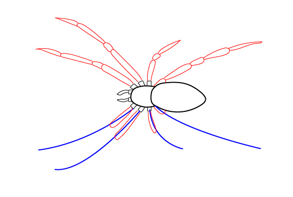 Як намалювати павука - малюємо павука поетапно, а також людину павука