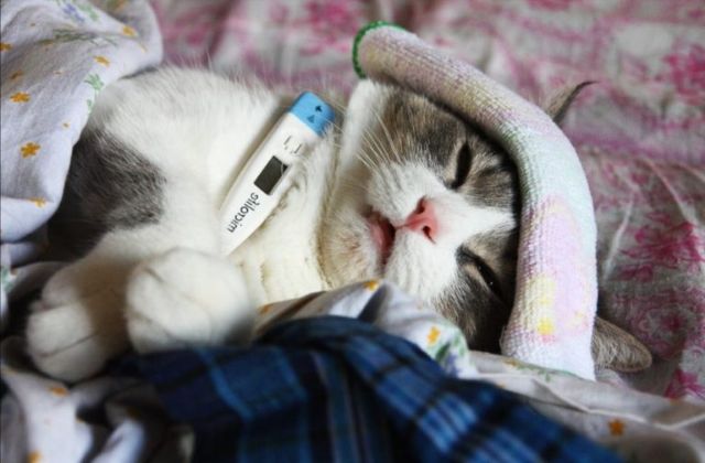 Як зрозуміти що у кішки температура - вимірюємо температуру вихованцю правильно